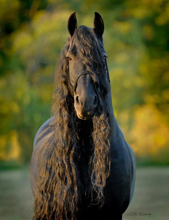 Meet Frederik The Great, Considered By Many The Most Handsome Horse In The World (30 Pics)