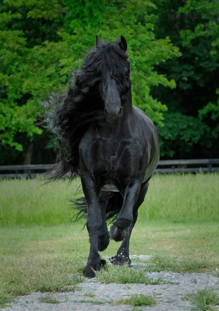 Meet Frederik The Great, Considered By Many The Most Handsome Horse In The World (30 Pics)