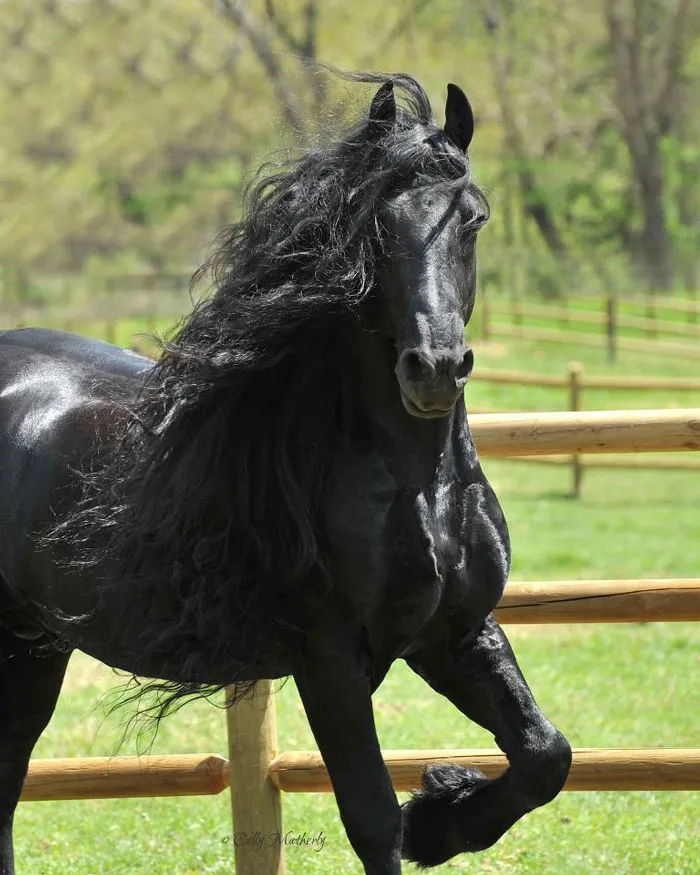 Meet Frederik The Great, Considered By Many The Most Handsome Horse In The World (30 Pics)
