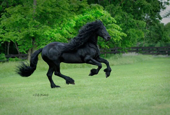 Meet Frederik The Great, Considered By Many The Most Handsome Horse In The World (30 Pics)