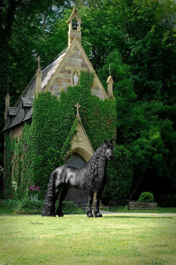 Meet Frederik The Great, Considered By Many The Most Handsome Horse In The World (30 Pics)