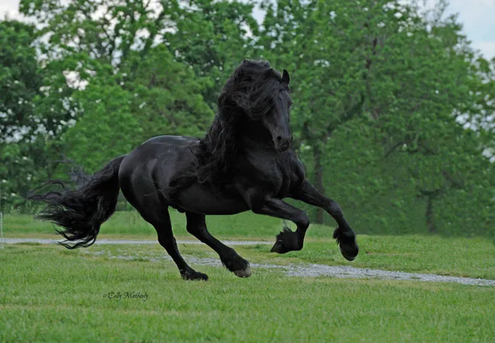 Meet Frederik The Great, Considered By Many The Most Handsome Horse In The World (30 Pics)