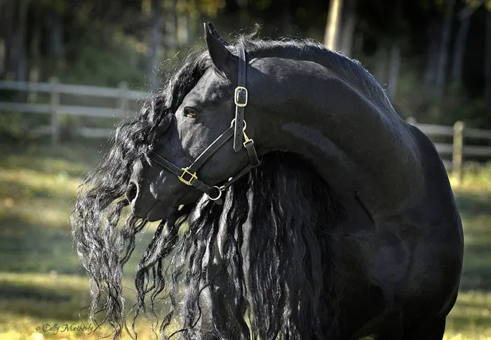 Meet Frederik The Great, Considered By Many The Most Handsome Horse In The World (30 Pics)