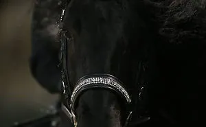 Meet Frederik The Great, Considered By Many The Most Handsome Horse In The World (30 Pics)