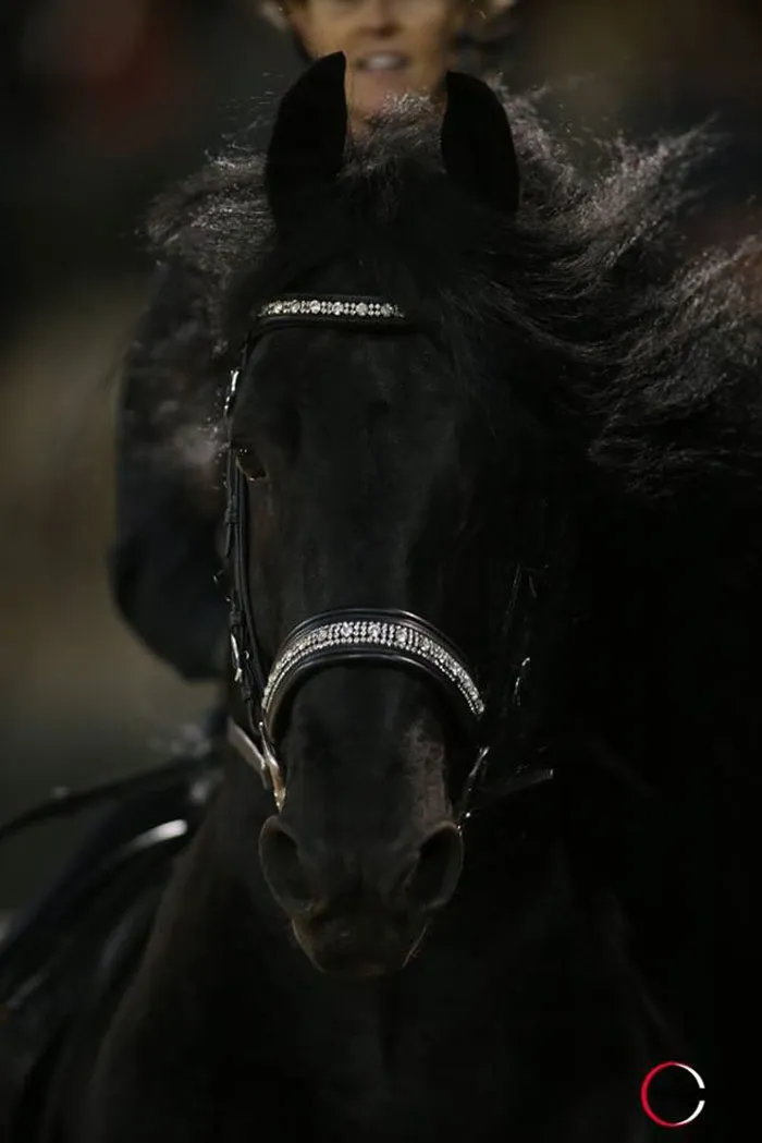 Frederik-The-Great-Friesian-Horse-Stallion