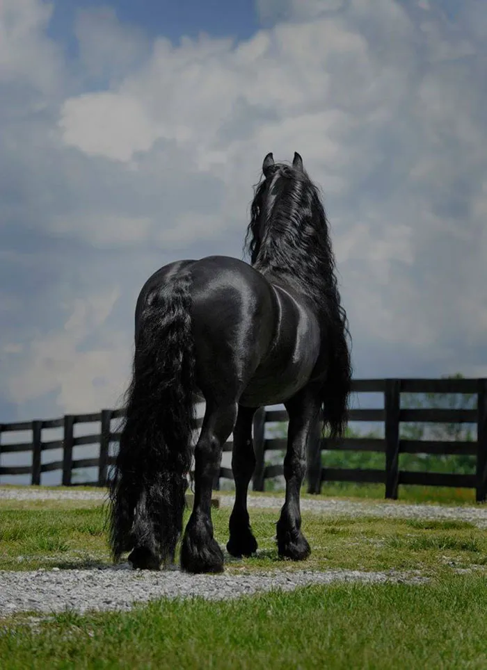 Meet Frederik The Great, Considered By Many The Most Handsome Horse In The World (30 Pics)