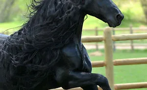 Meet Frederik The Great, Considered By Many The Most Handsome Horse In The World (30 Pics)