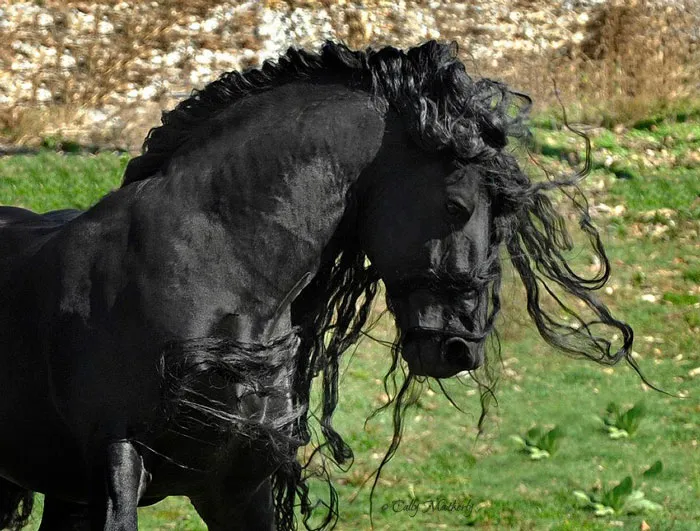 Meet Frederik The Great, Considered By Many The Most Handsome Horse In The World (30 Pics)