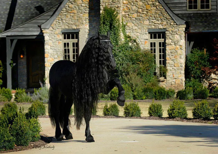 Meet Frederik The Great, Considered By Many The Most Handsome Horse In The World (30 Pics)
