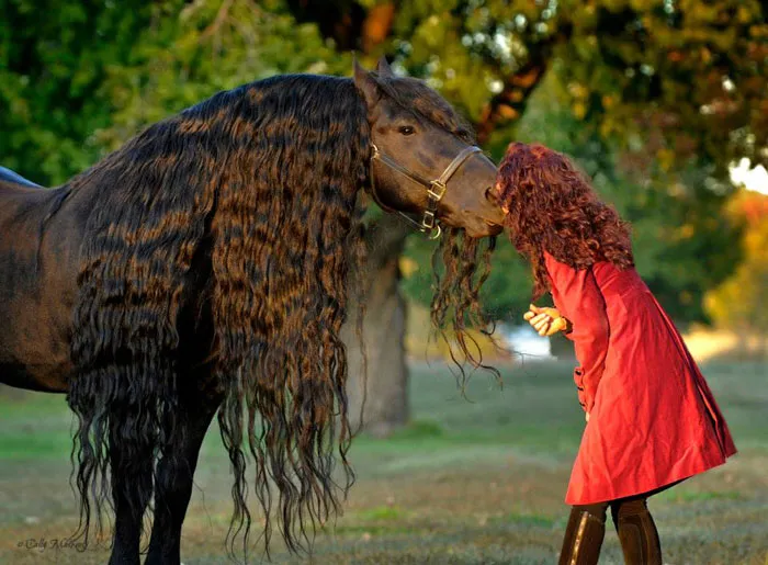 Meet Frederik The Great, Considered By Many The Most Handsome Horse In The World (30 Pics)