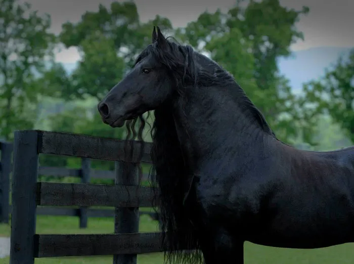 Meet Frederik The Great, Considered By Many The Most Handsome Horse In The World (30 Pics)
