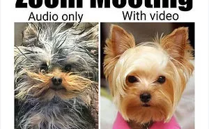 35 Best Posts About The Everyday Realities Of Zoom Meetings