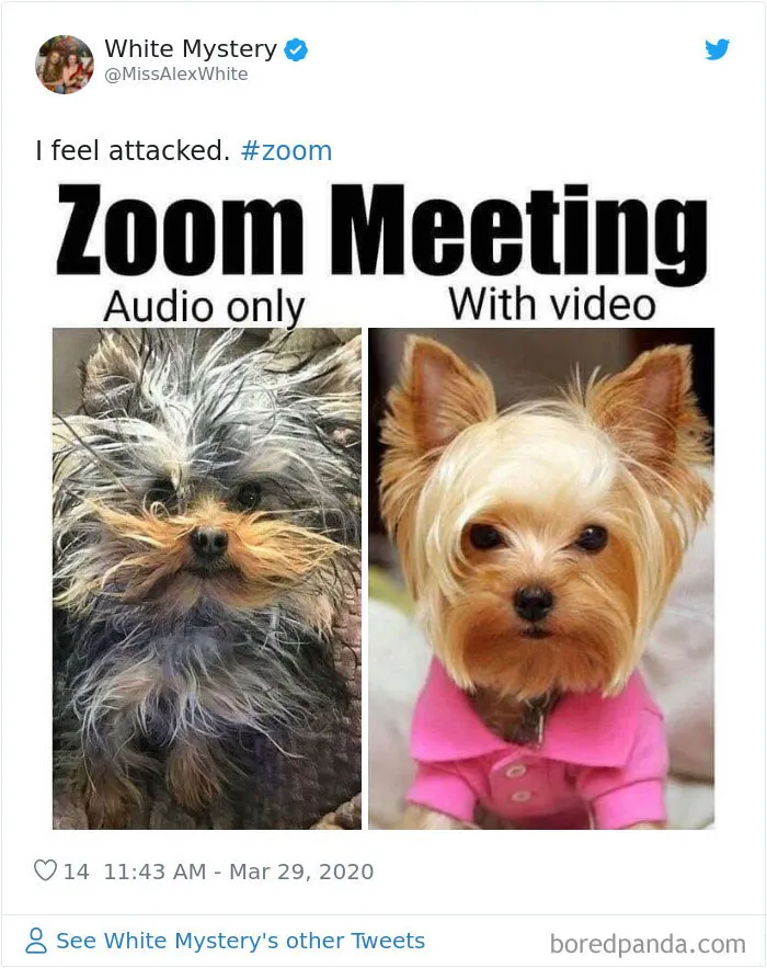 35 Best Posts About The Everyday Realities Of Zoom Meetings