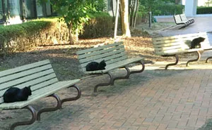 25 Times People Noticed Animals Following Social Distancing Rules And Decided To Share The Pics Online
