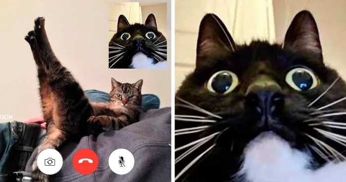 People Share Funny Pics From "Cat-Video Calls" That Look Naughty