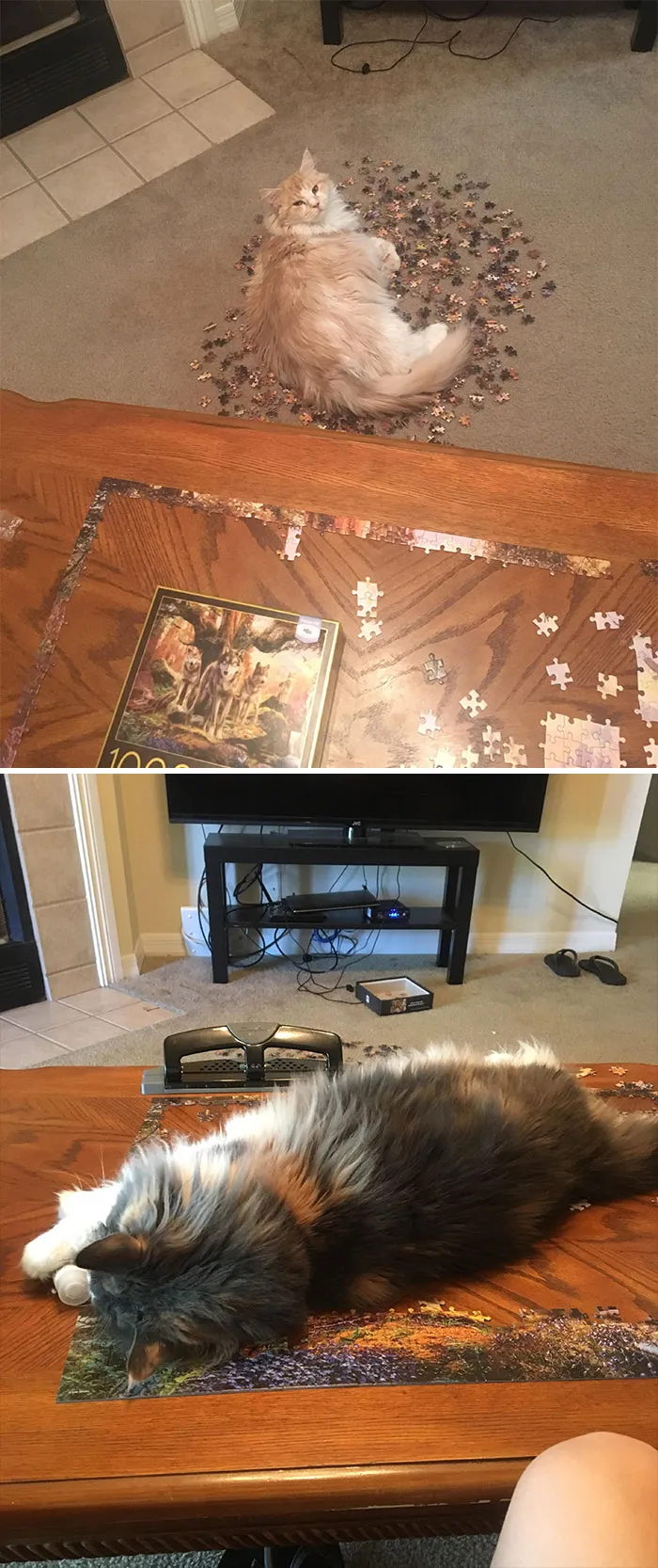 Mi primer intento de hacer un puzzle con dos gatos