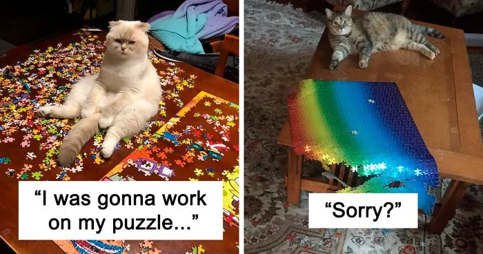 30 Photos That Show The Reality Of Trying To Finish A Puzzle With Your Cat