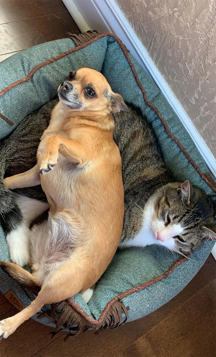 Boots Tried To Steal Poppy’s Bed But Poppy Said Nope
