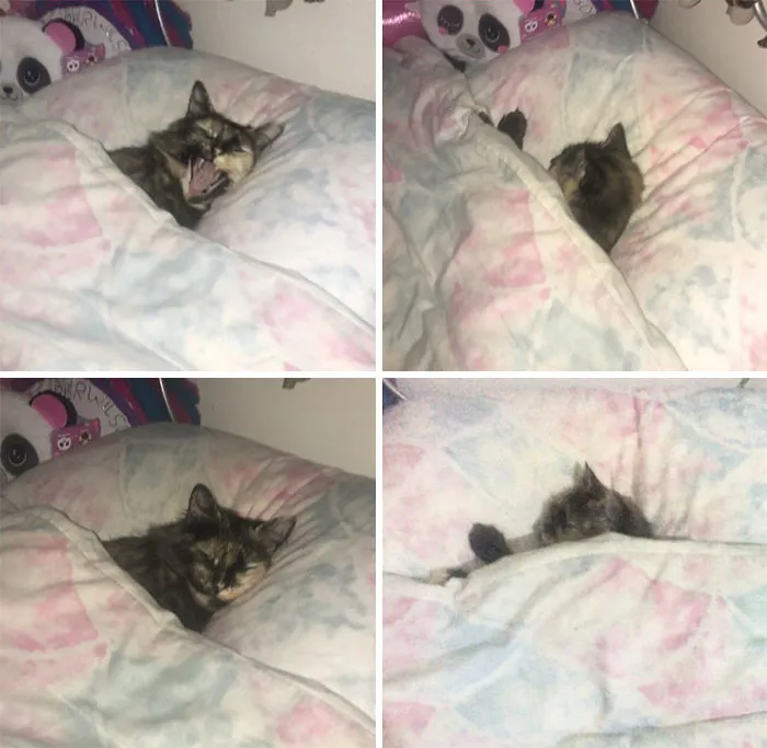 My Cat Wuffy Waits Until My Daughter Has Left For School Before Crawling Under Her Blanket And Putting Herself To Bed