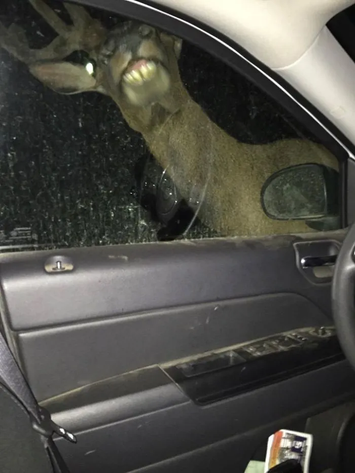Car Camping In Idaho A Few Years Ago. Bull Elk Came Up On The Car In The Middle Of The Night And I Had My Own Jurassic Park T-Rex Experience