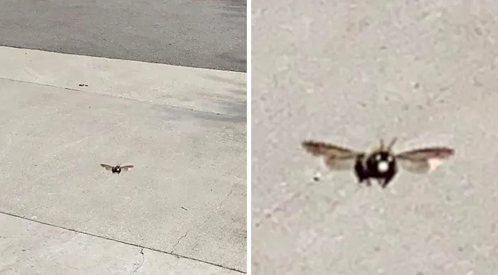 Vi una abeja carpintera e intenté hacerle una foto