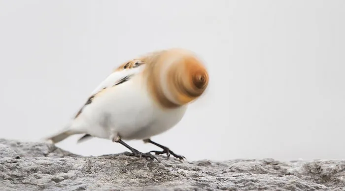 Pájaro taladro