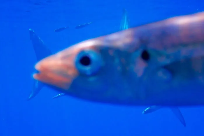 I Spent Thousands Of Dollars And Several Days To Get A Chance To Photograph A Great White Shark. Here It Is