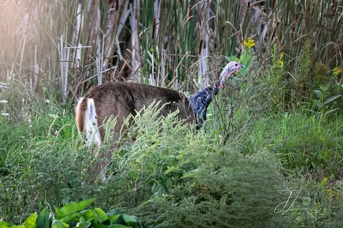 I've Never Seen This Animal Before! Does Anyone Know What It's Called?