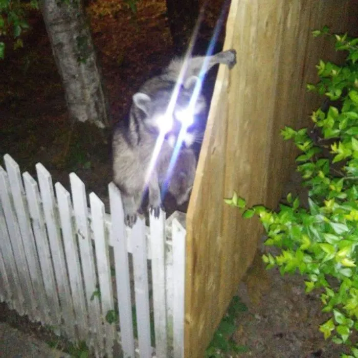 Volvía a casa del bar y este mapache me desafió