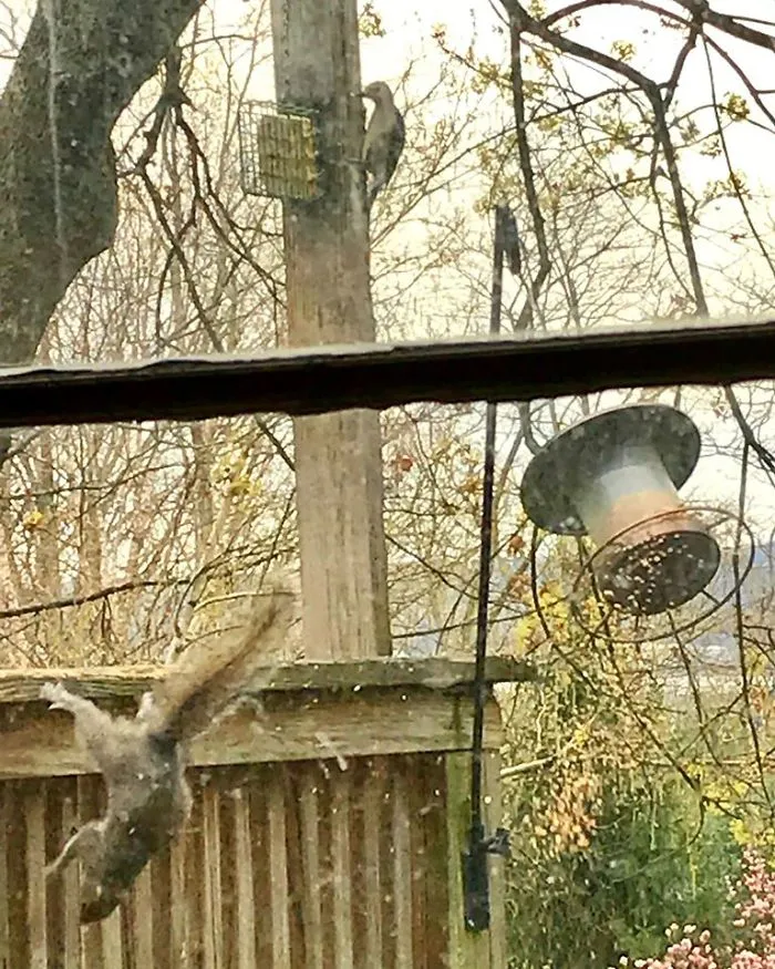 Pájaro carpintero comiendo sebo fresco