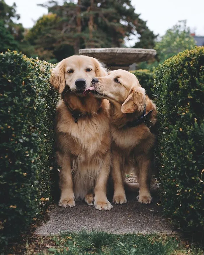 We Got A Second Golden So Lizzie Would Have A Best Friend, And They Bonded Instantly