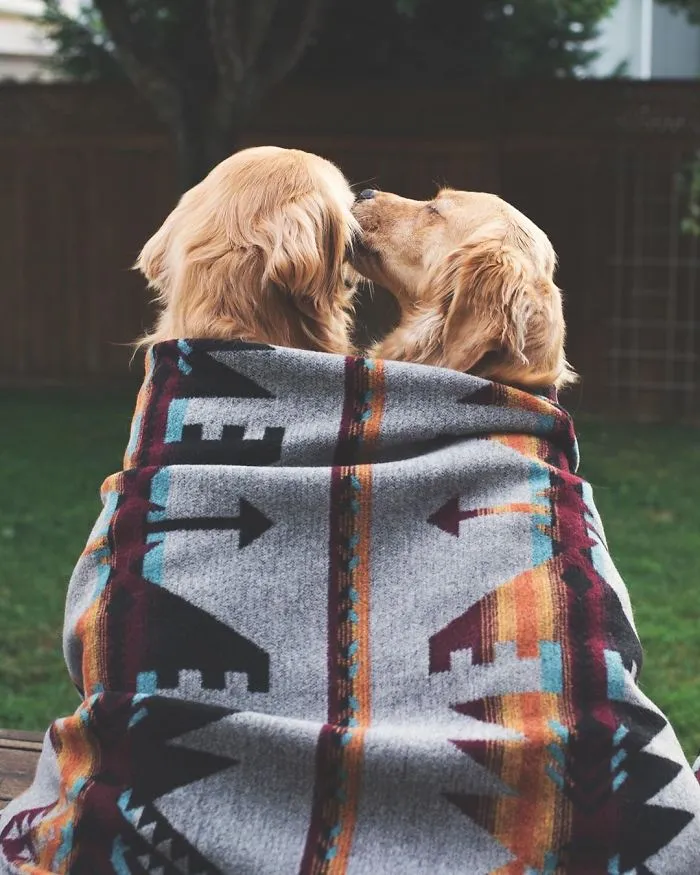 We Got A Second Golden So Lizzie Would Have A Best Friend, And They Bonded Instantly
