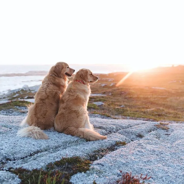 We Got A Second Golden So Lizzie Would Have A Best Friend, And They Bonded Instantly