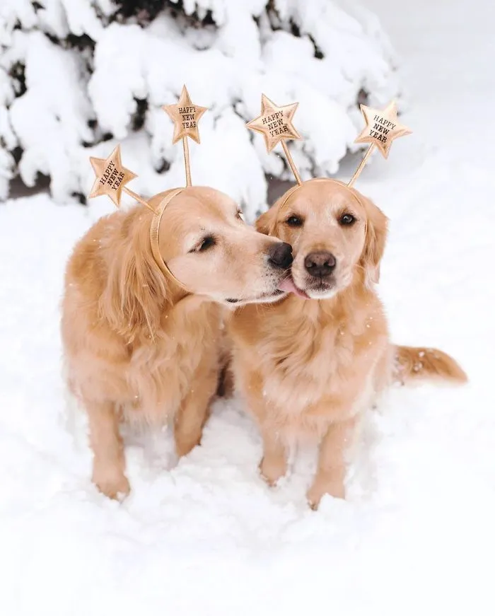We Got A Second Golden So Lizzie Would Have A Best Friend, And They Bonded Instantly