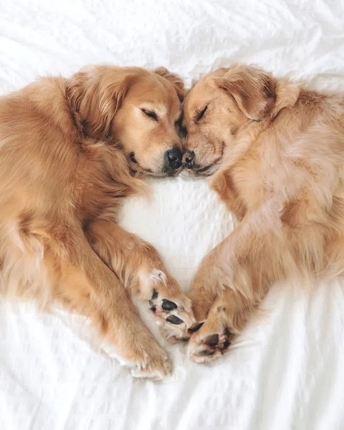 We Got A Second Golden So Lizzie Would Have A Best Friend, And They Bonded Instantly