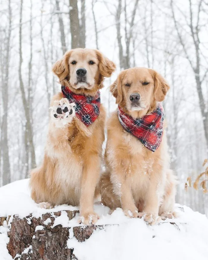 We Got A Second Golden So Lizzie Would Have A Best Friend, And They Bonded Instantly