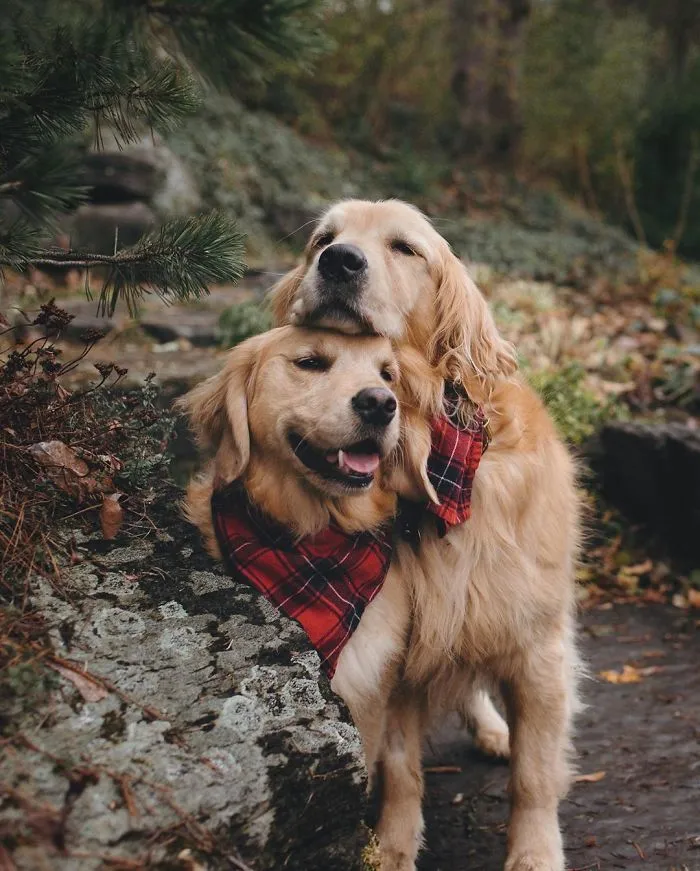 We Got A Second Golden So Lizzie Would Have A Best Friend, And They Bonded Instantly