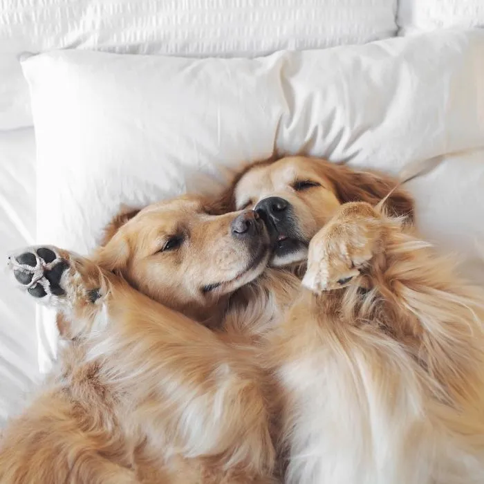 We Got A Second Golden So Lizzie Would Have A Best Friend, And They Bonded Instantly