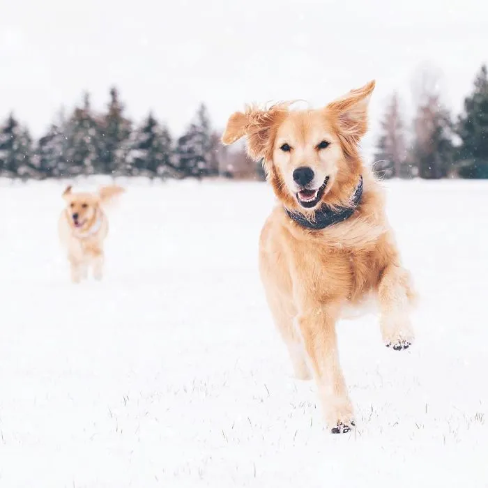 We Got A Second Golden So Lizzie Would Have A Best Friend, And They Bonded Instantly