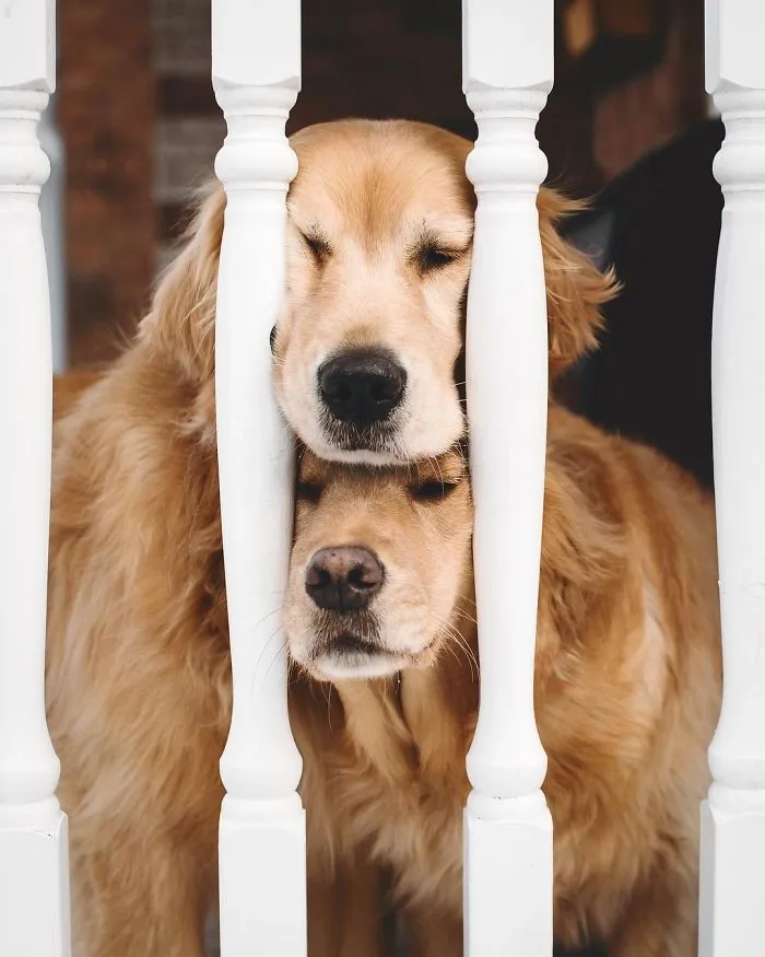 We Got A Second Golden So Lizzie Would Have A Best Friend, And They Bonded Instantly