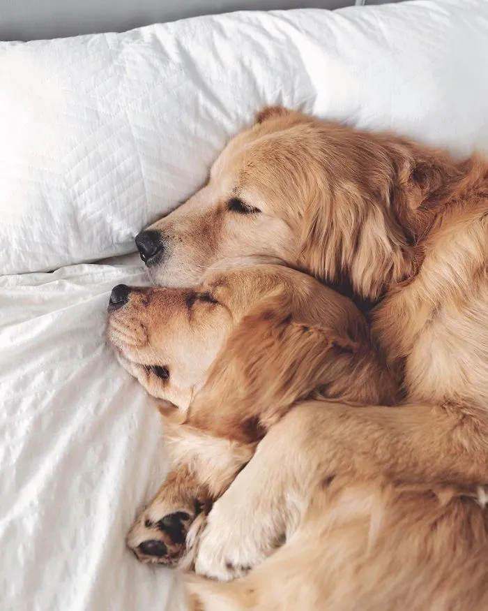 We Got A Second Golden So Lizzie Would Have A Best Friend, And They Bonded Instantly