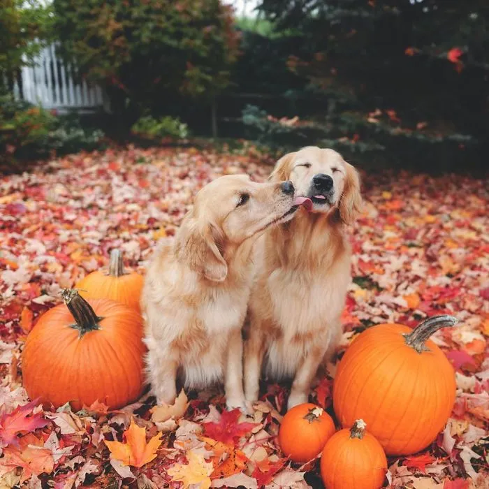 We Got A Second Golden So Lizzie Would Have A Best Friend, And They Bonded Instantly