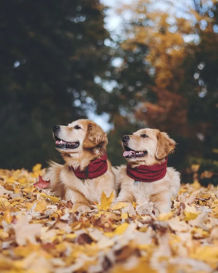 We Got A Second Golden So Lizzie Would Have A Best Friend, And They Bonded Instantly