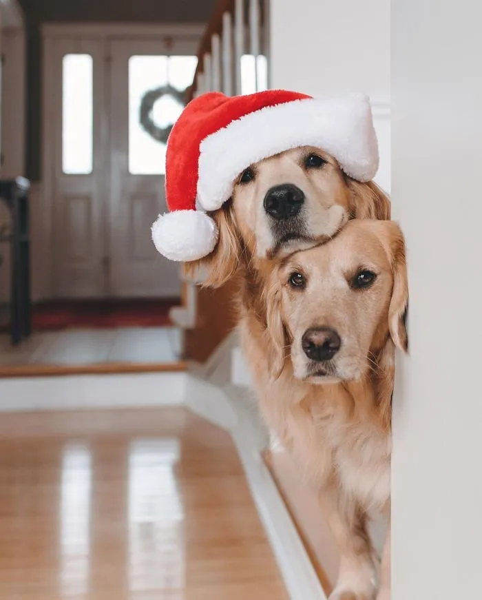 We Got A Second Golden So Lizzie Would Have A Best Friend, And They Bonded Instantly