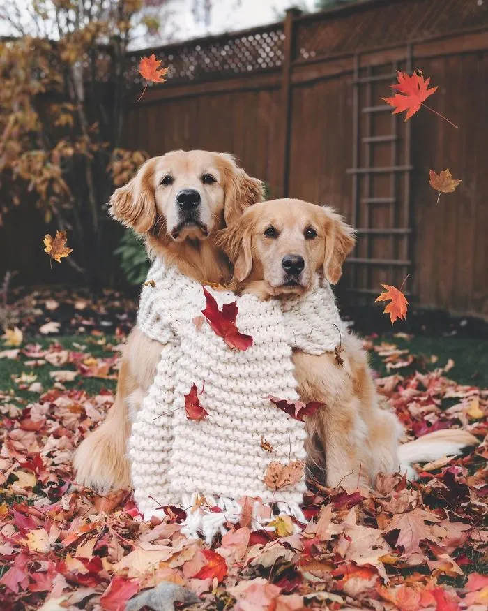 We Got A Second Golden So Lizzie Would Have A Best Friend, And They Bonded Instantly