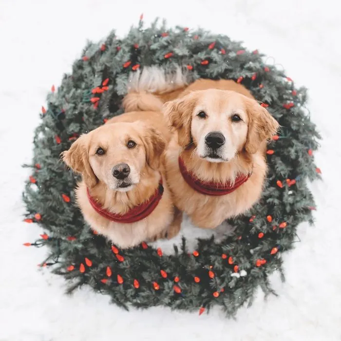 We Got A Second Golden So Lizzie Would Have A Best Friend, And They Bonded Instantly