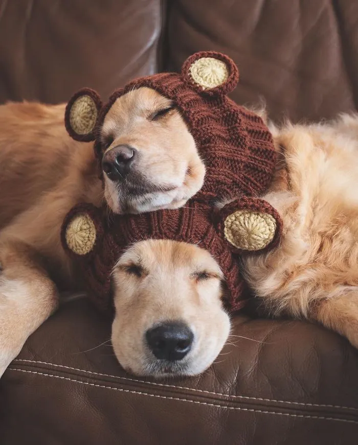 We Got A Second Golden So Lizzie Would Have A Best Friend, And They Bonded Instantly