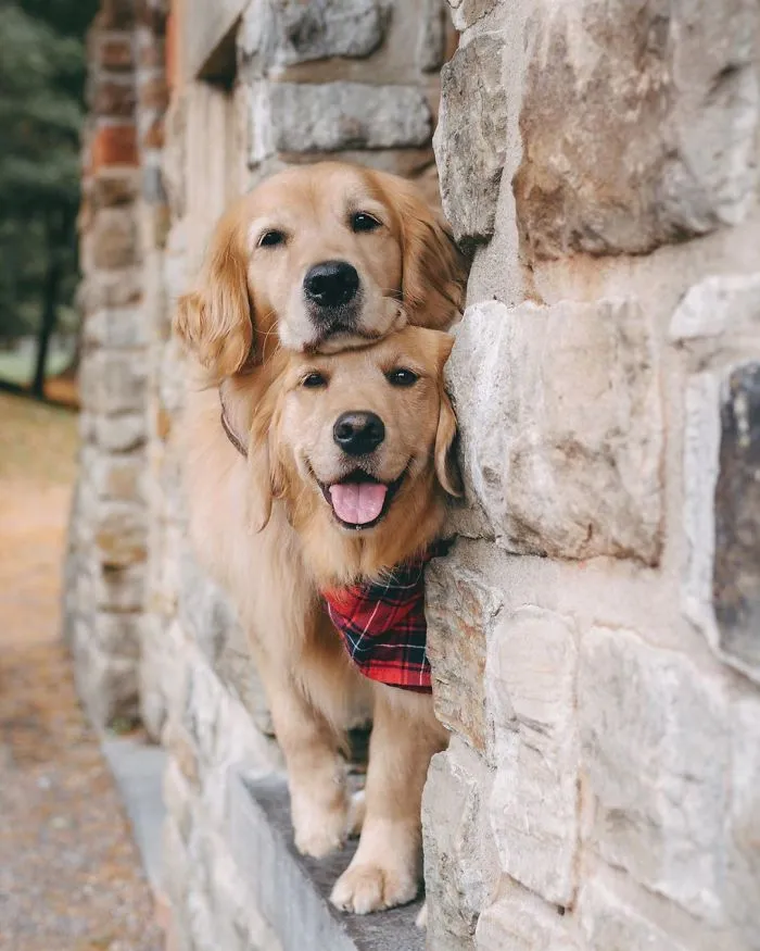 We Got A Second Golden So Lizzie Would Have A Best Friend, And They Bonded Instantly