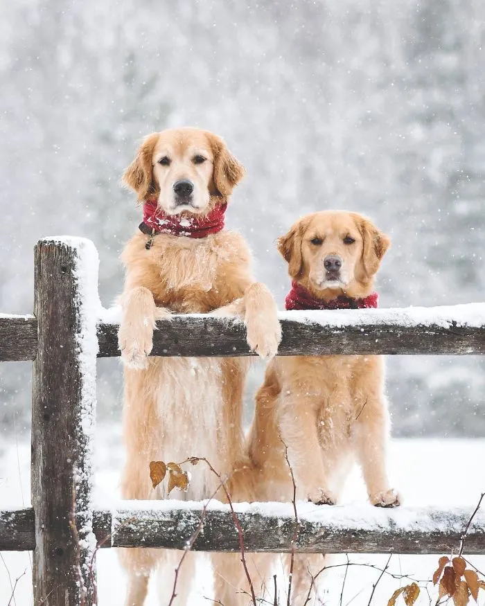 We Got A Second Golden So Lizzie Would Have A Best Friend, And They Bonded Instantly