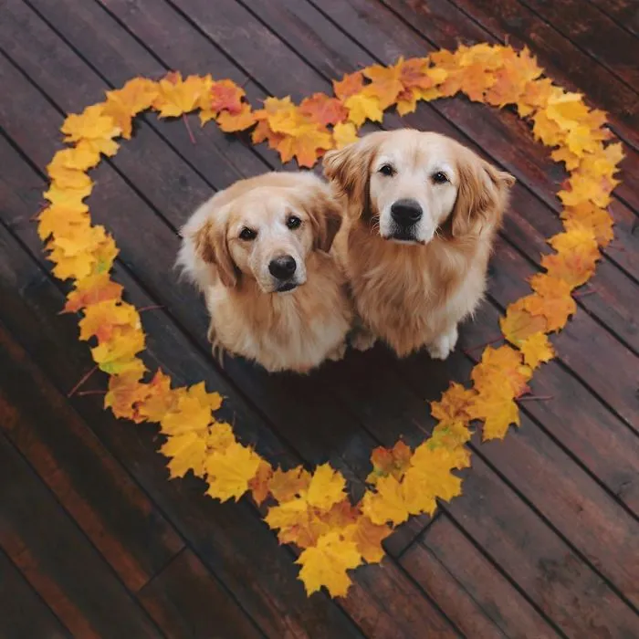 We Got A Second Golden So Lizzie Would Have A Best Friend, And They Bonded Instantly